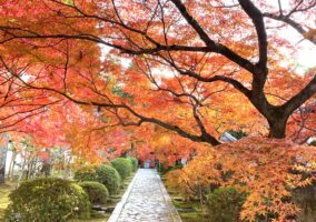 京田辺ぐらしの秋と冬